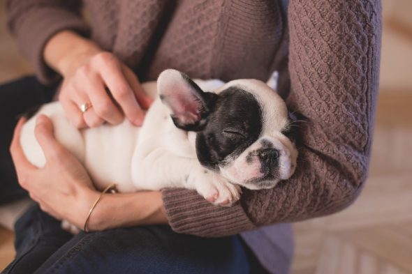 4 Tips For Adopting A Family Dog